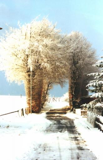 eine uralte Buchenhecke in winterlichem Gewand