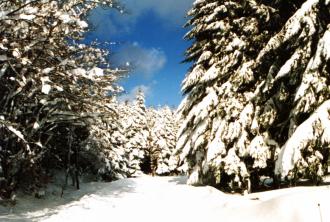 Die Eifel: ein Wintermärchen. Tief verschneite Wälder